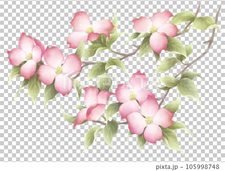 花水木 花水木 105998748