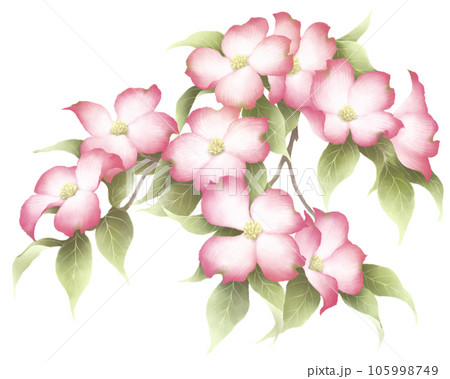 花水木 花水木 105998749