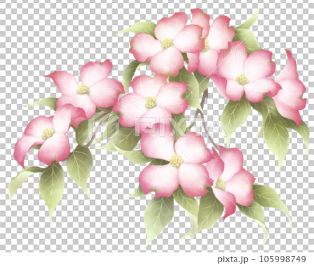 花水木 花水木 105998749