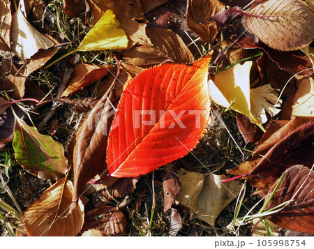 鮮やかに紅葉した桜の落ち葉の写真 鮮やかに紅葉した桜の落ち葉の写真 105998754