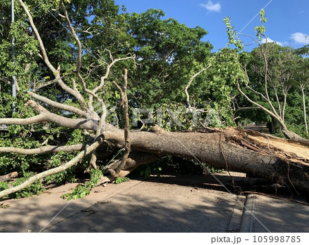 強風で倒れた木 強風で倒れた木 105998785