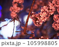 夜桜(ソメイヨシノ) 105998805