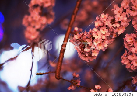 夜桜(ソメイヨシノ) 105998805