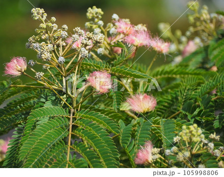 ネムノキ 105998806