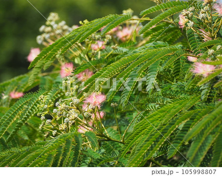 ネムノキ 105998807