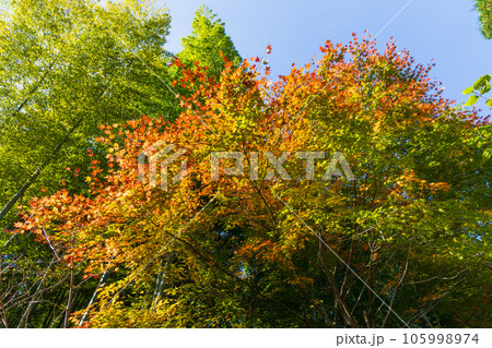 晩秋の古都鎌倉　紅葉の明月院 105998974