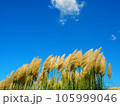 青空とススキ 105999046