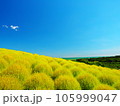 青空とコキア 105999047