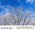 樹氷 105999052