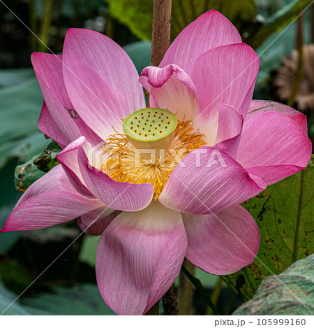 ハス スイレン 蓮 105999160