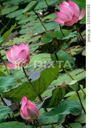 ハス スイレン 蓮 105999188