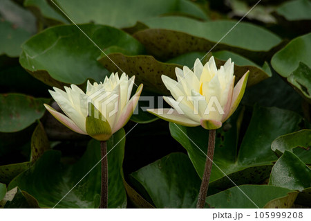 ハス スイレン 蓮 105999208