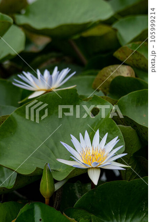 ハス スイレン 蓮 105999214