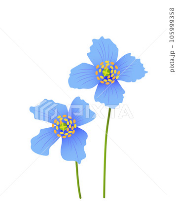 ブルーポピー 105999358