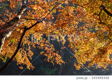 晩秋の古都鎌倉　紅葉の明月院　本堂後庭園 105999388