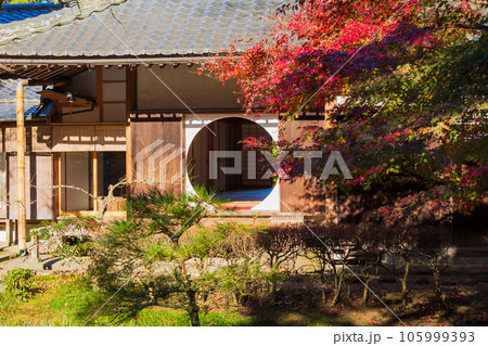 晩秋の古都鎌倉 紅葉の明月院 本堂後庭園 晩秋の古都鎌倉 紅葉の明月院 本堂後庭園 105999393