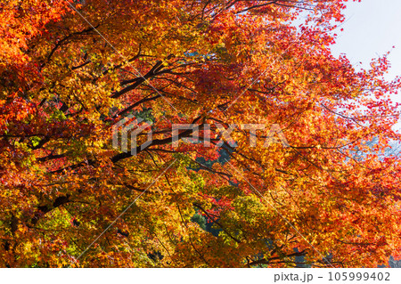 晩秋の古都鎌倉 紅葉の明月院 本堂後庭園 晩秋の古都鎌倉 紅葉の明月院 本堂後庭園 105999402