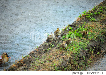 水田にやってきた可愛いカルガモ達 105999451