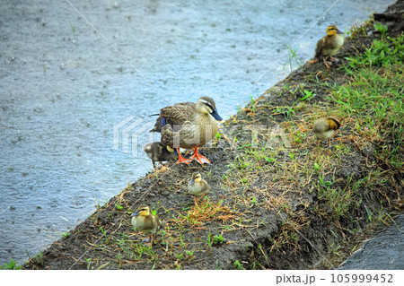 水田にやってきた可愛いカルガモ達 105999452