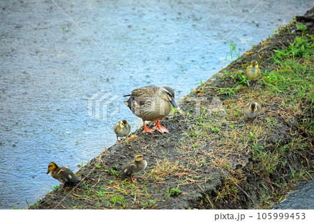 水田にやってきた可愛いカルガモ達 105999453