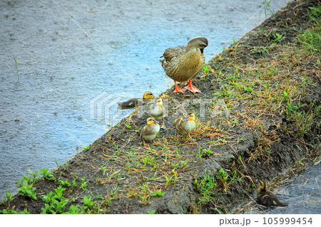 水田にやってきた可愛いカルガモ達 105999454