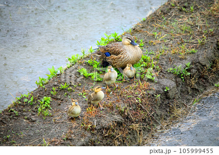 水田にやってきた可愛いカルガモ達 105999455