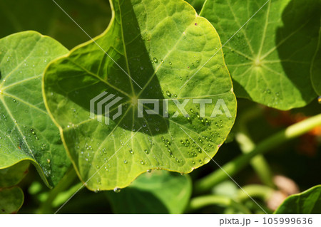 ナスタチウムの葉と朝露 105999636