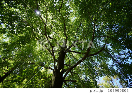 深い森の涼感・タイワンフウ 105999802