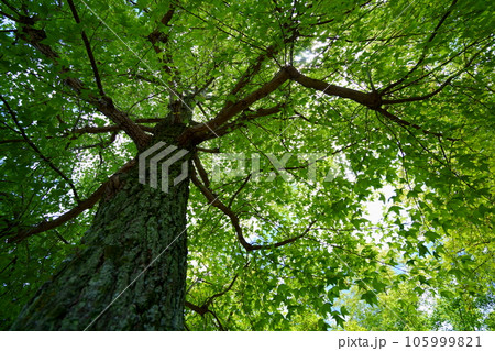 深い森の涼感・タイワンフウ 深い森の涼感・タイワンフウ 105999821