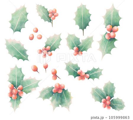 主線なし水彩風のヒイラギのイラスト素材セット 主線なし水彩風のヒイラギのイラスト素材セット 105999863