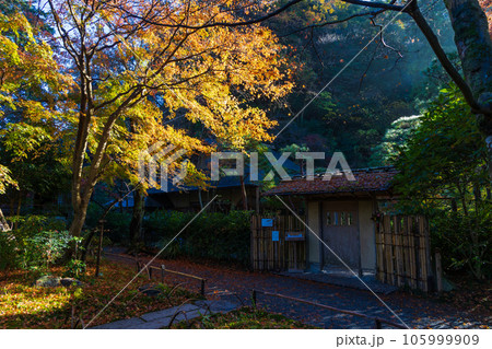 晩秋の古都鎌倉 紅葉の明月院 月笑軒 晩秋の古都鎌倉 紅葉の明月院 月笑軒 105999909