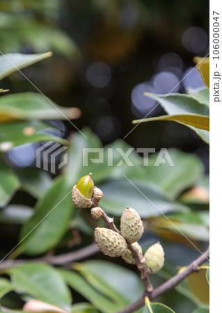 スダジイの実 106000047