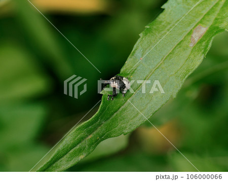 白と黒のパンダ模様のゾウムシ　オジロアシナガゾウムシ 106000066