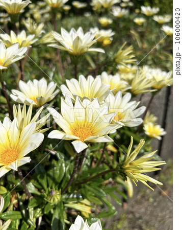 陽を浴びる宿根ガザニア 陽を浴びる宿根ガザニア 106000420