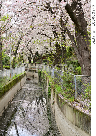 川口散歩:見沼代用水東縁 川口市安行領根岸 川口散歩:見沼代用水東縁 川口市安行領根岸 106000547