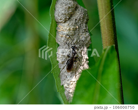 狩人蜂　クモバチ科コトゲアシクモバチ♀の巣作り 106000750