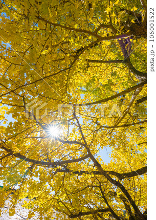 下城の大イチョウ（熊本県小国町） 106001522