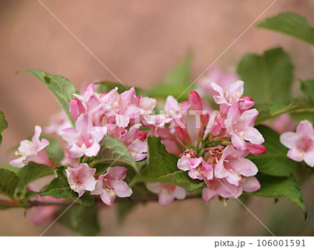 タニウツギの花 タニウツギの花 106001591
