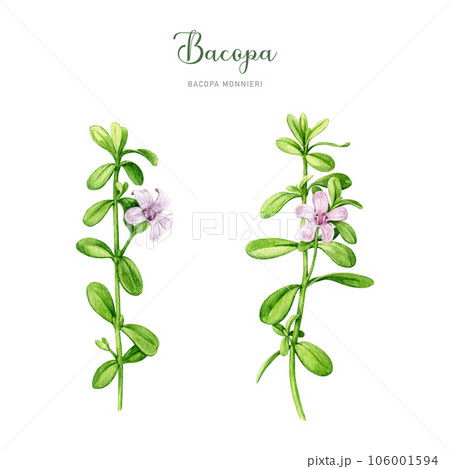 Bacopa plant watercolor illustration set. Hand drawn Bacopa monnieri adaptogenic medicinal herb. Brahmi herb ayurveda medicine element collection. isolated on white background 106001594