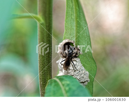 狩人蜂　クモバチ科コトゲアシクモバチ♀の巣作り 106001630