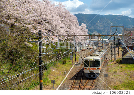 【313系】御殿場線 山北【桜】 【313系】御殿場線 山北【桜】 106002322