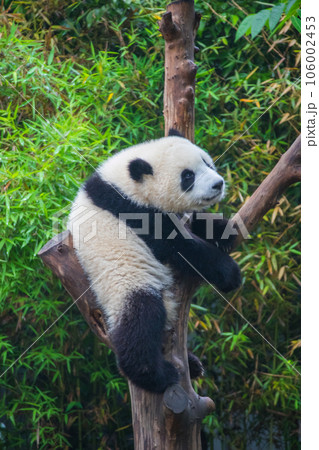 ジャイアントパンダ(中国-成都大熊猫繁育研究基地) ジャイアントパンダ(中国-成都大熊猫繁育研究基地) 106002453