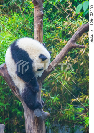 ジャイアントパンダ(中国-成都大熊猫繁育研究基地) ジャイアントパンダ(中国-成都大熊猫繁育研究基地) 106002455