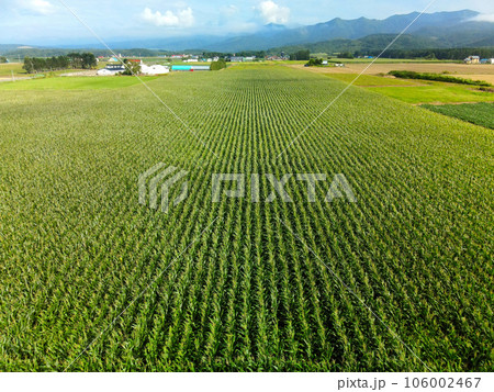 真夏の北海道今金町でデントコーン畑の風景を撮影 106002467