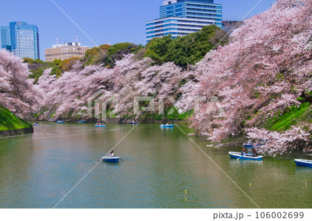 桜満開(千鳥ヶ淵-東京都) 106002699