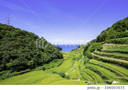 まもなく収穫の時期を迎える美しい浜野浦の棚田（佐賀県玄海町） 106003035