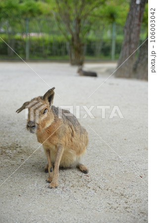 砂の上にたたずむマーラ 106003042