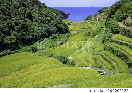 まもなく収穫の時期を迎える美しい浜野浦の棚田（佐賀県玄海町） 106003122