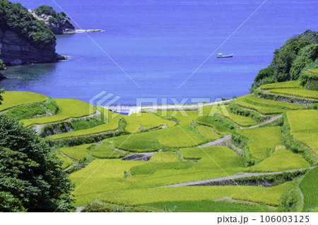 まもなく収穫の時期を迎える美しい浜野浦の棚田（佐賀県玄海町） 106003125