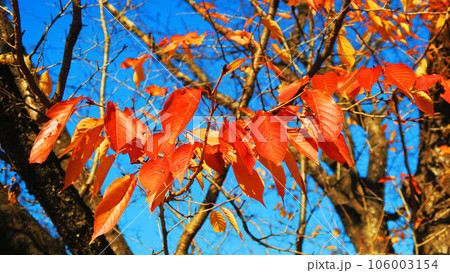 秋の紅葉の葉と青空の風景 秋の紅葉の葉と青空の風景 106003154